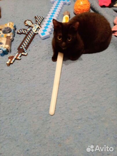 Молодая веселая кошка