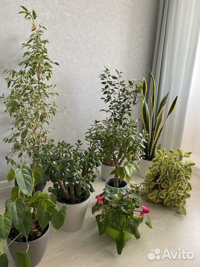 Комнатные растения