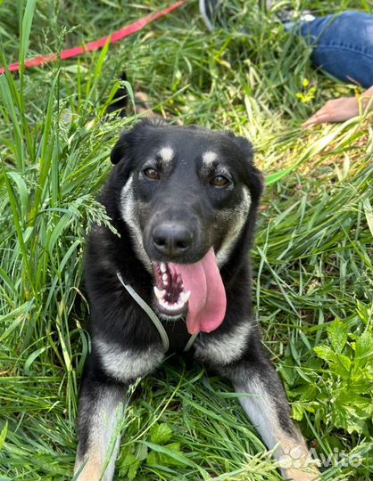 Улыбчивое солнышко из приюта грустит