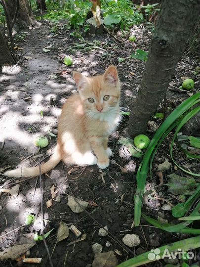 Котята в добрые руки бесплатно