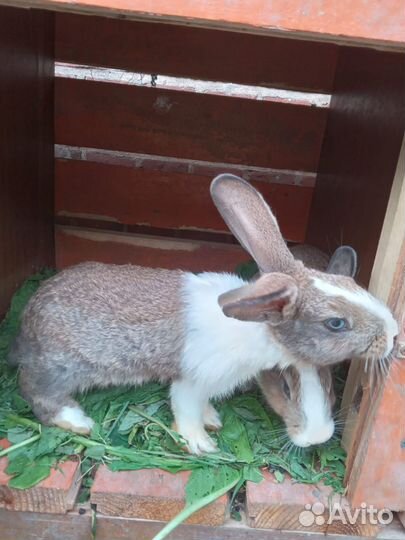 Продам кроликов