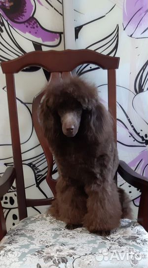 Карликовый пудель