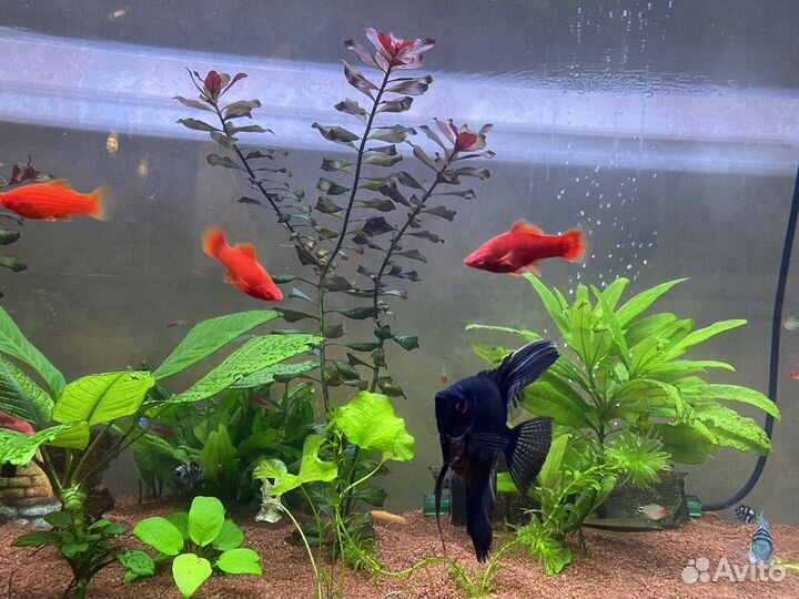 Аквариумные рыбки