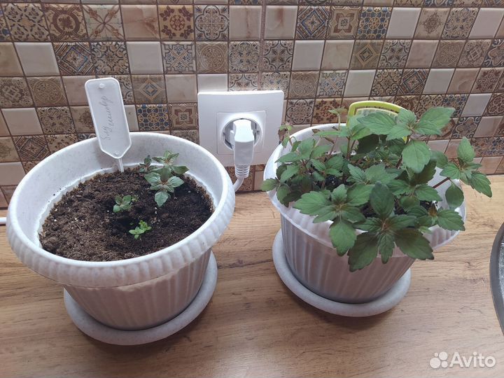 Ахименес Blue Silver