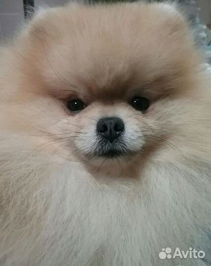 Профессиональная стрижка шпицев