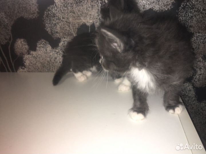 Котята в дар бесплатно