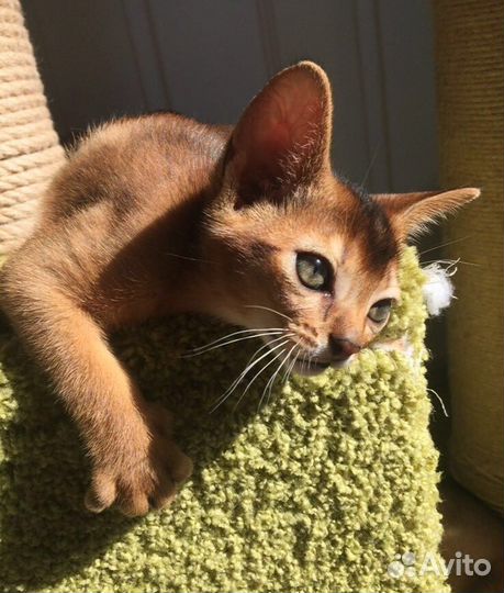 Абиссинские котята, помет С