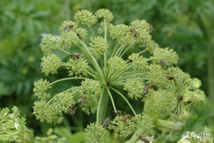 Мёд из Алтая оптом