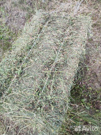 Сено люцерны в тюках