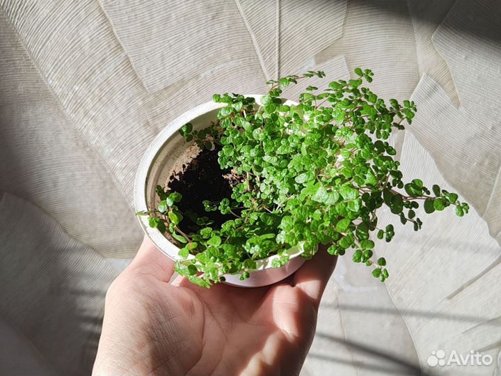 Солейролия