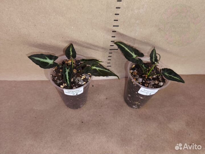 Сингониум Деликат Вельвет/Syng Delicate Velvet