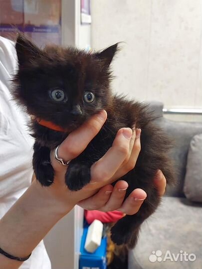Котенок-девочка 1,5 месяца