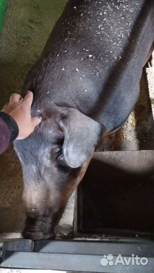 Поросята дюрок