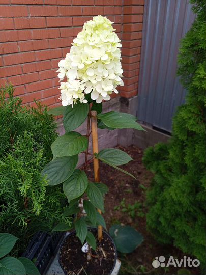 Гортензия саженцы