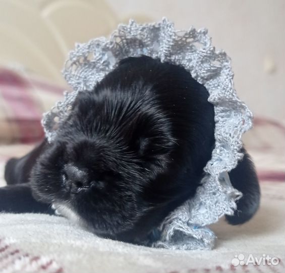 Щенки американского коккер- спаниеля