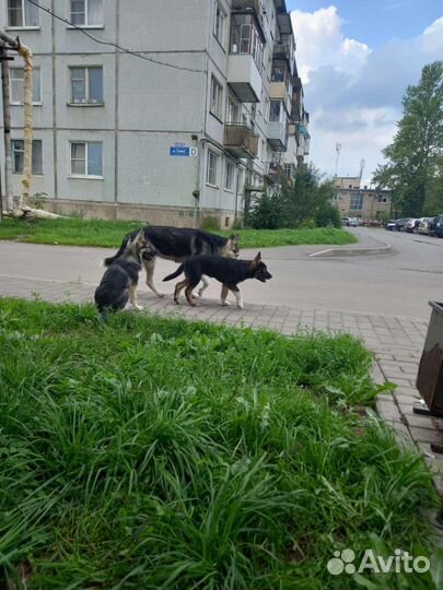 Щенята хаски/волкособ