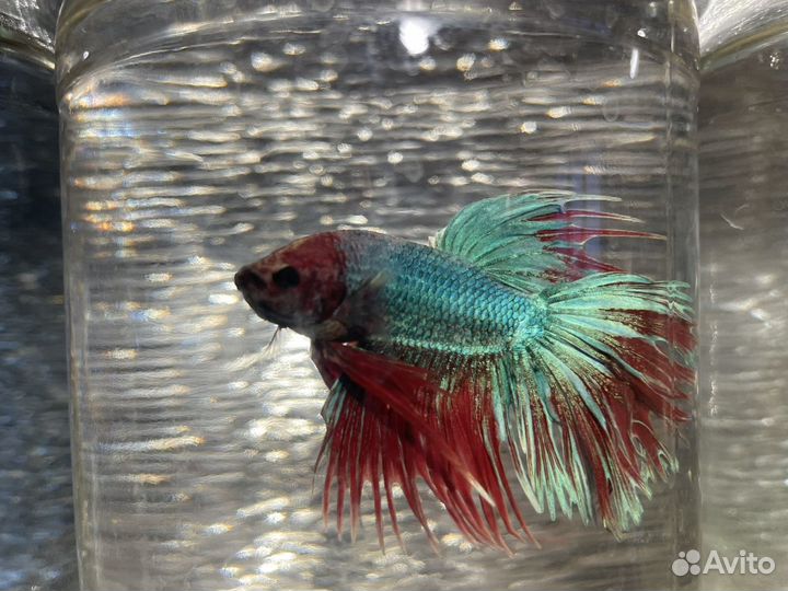 Рыбка петушок