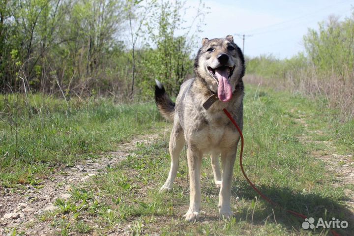 Собака Самара