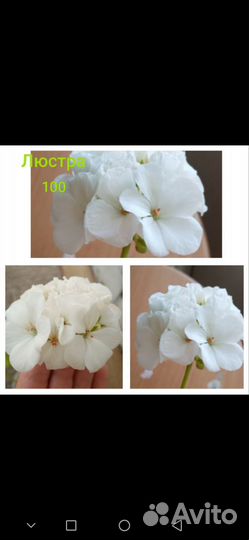 Пеларгония, черенки и взрослые