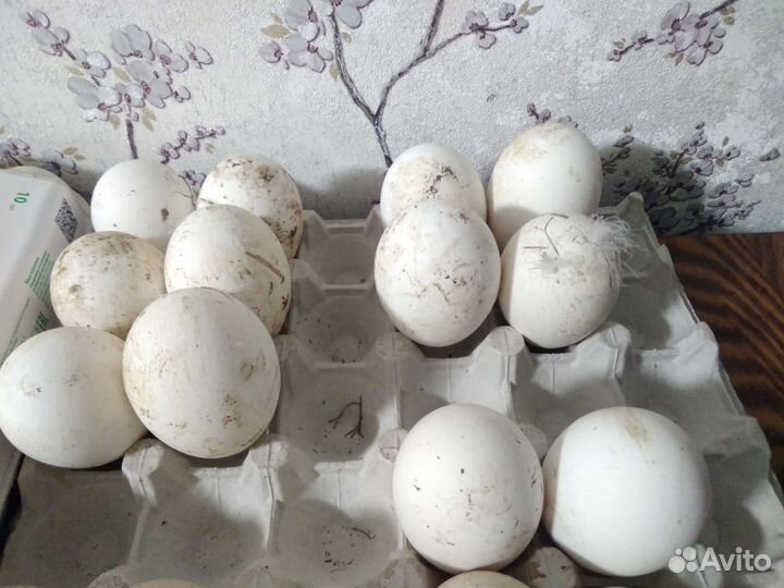 Яйца инкубационные гусей Линда и индоуток
