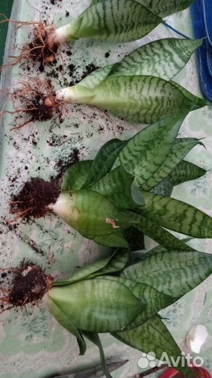 Сансевиерия Ханни Грин