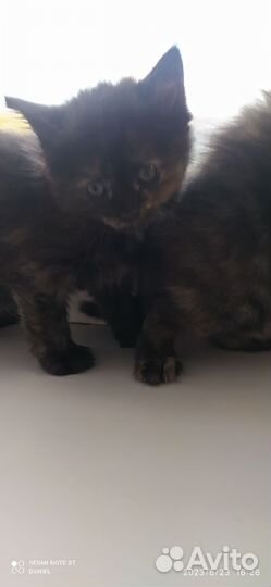 Сибирские котята
