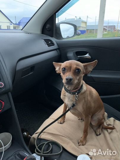 Вязка той-терьер