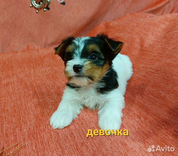 Супер очаровашки щенки бивер йорка