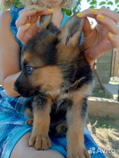 Щенки немецкой овчарки