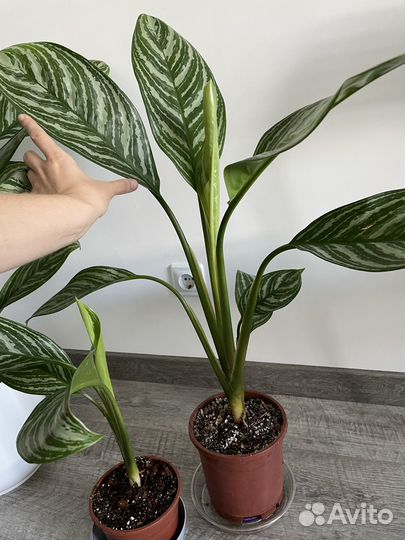 Аглаонема страйпс