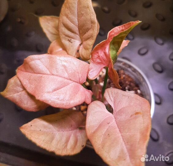 Сингониумы сортовые