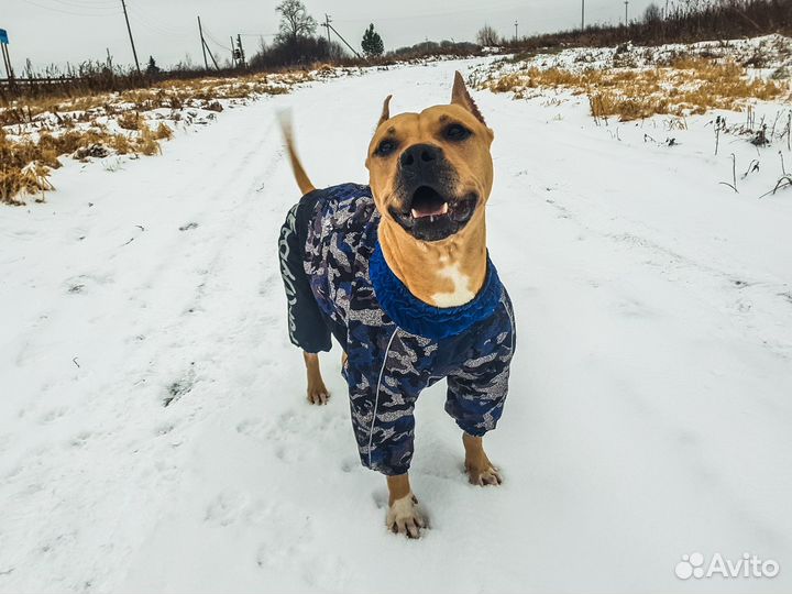 Одежда для собак