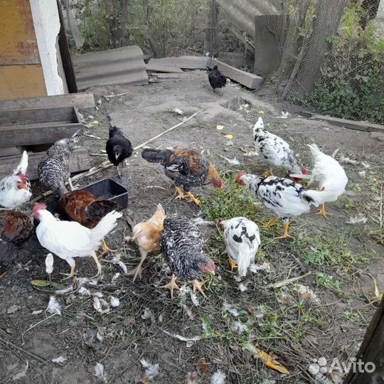 Куры молодки