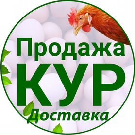 Продажа кур