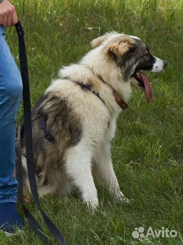 Этот лучик нежности проживает жизнь в приюте