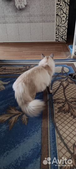 Сибирский кот