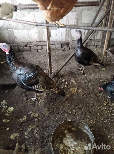 Утята,индюшата,цыплята