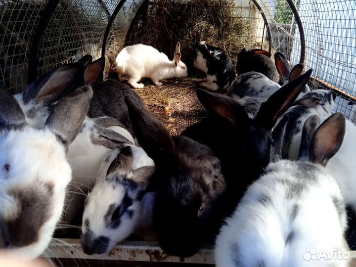 Кролики
