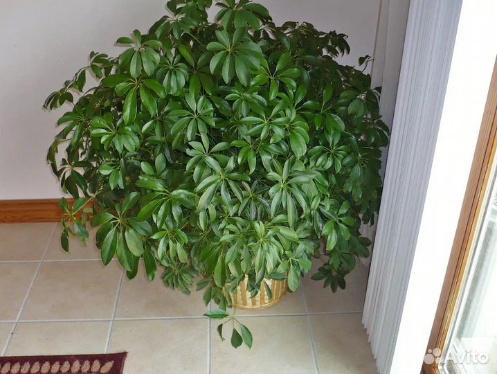 Шеффлера, семена