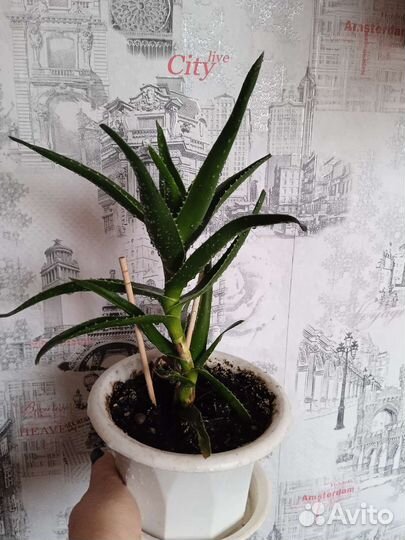 Алоэ лечебный