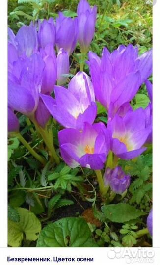 Луковицы безвременника осеннего - Колхикум