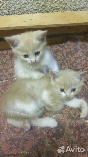 Котята в добрые руки даром