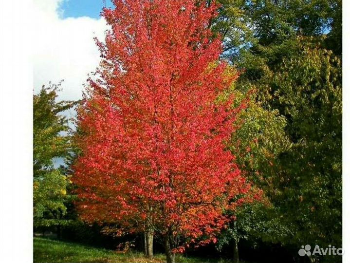 Клен красный