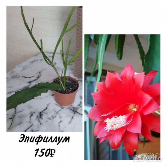 Комнатные цветы