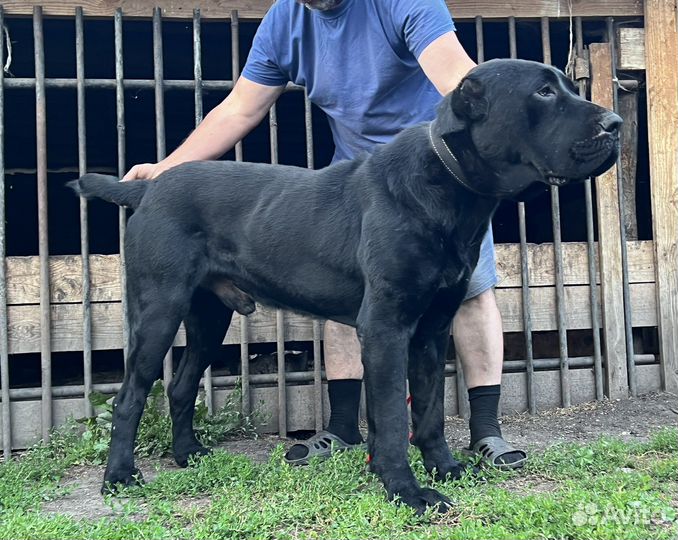 Щенки среднеазиатской овчарки