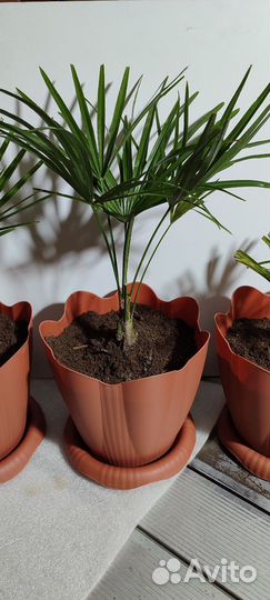 Пальма трахикарпус