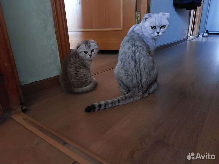 Шотландские вислоухие и прямоухие котята