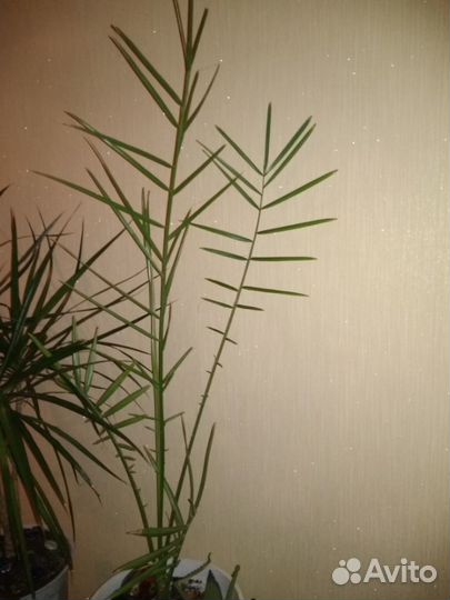 Финиковая пальма