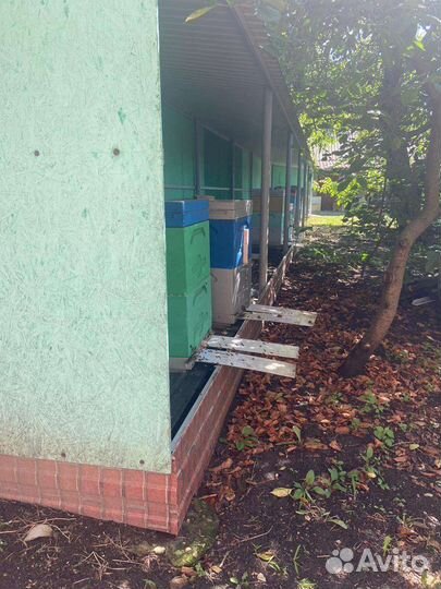 Майский мед 2023