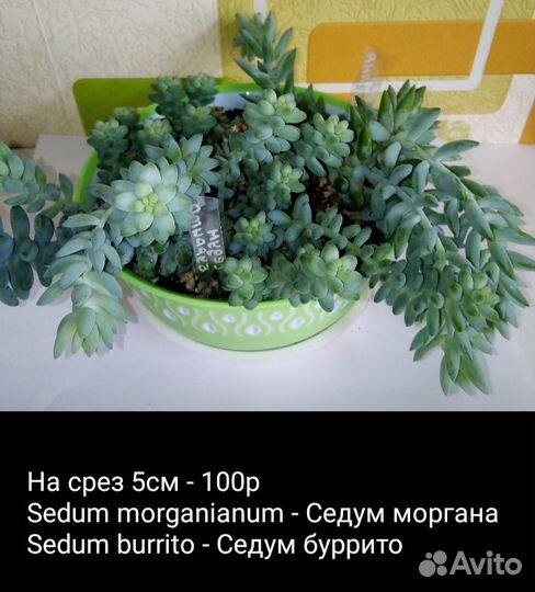 Суккуленты 2